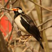 Indian Pied Myna