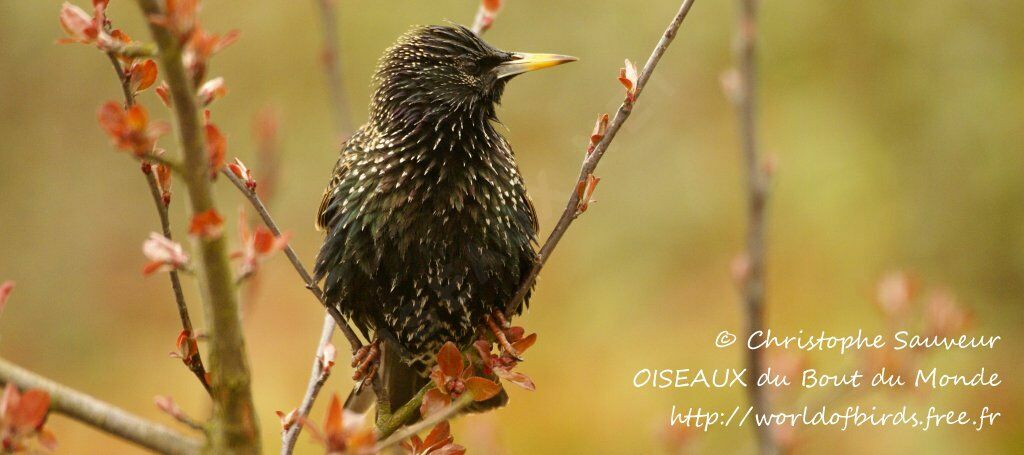 Common Starling