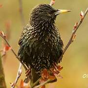 Common Starling