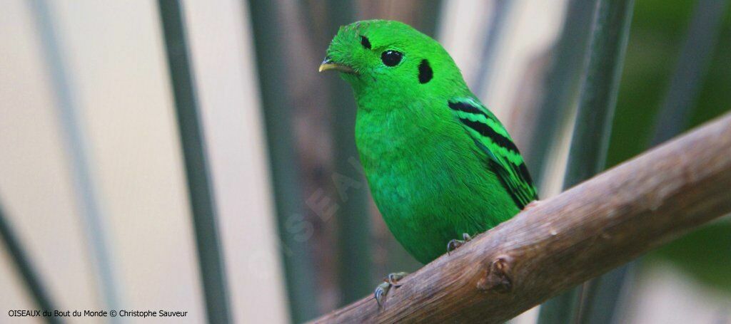 Green Broadbill