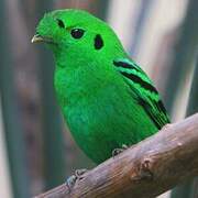 Green Broadbill