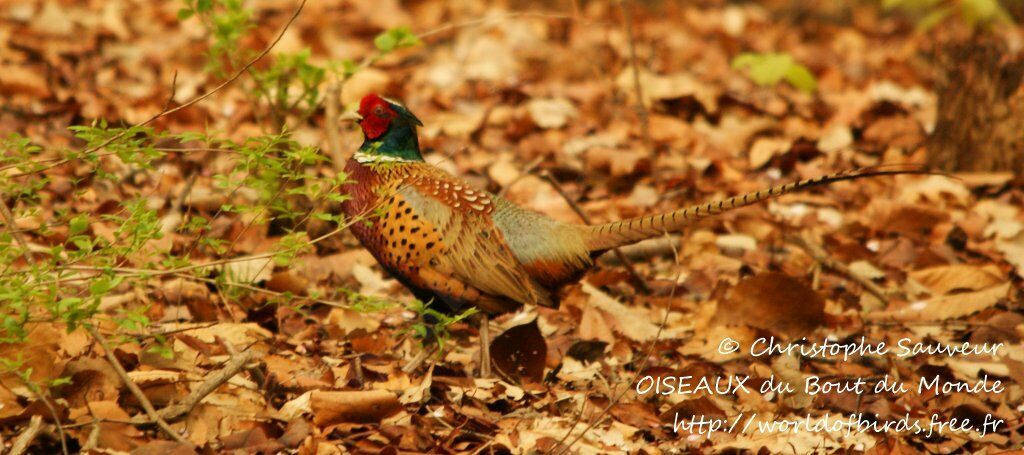 Common Pheasant