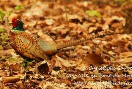 Common Pheasant