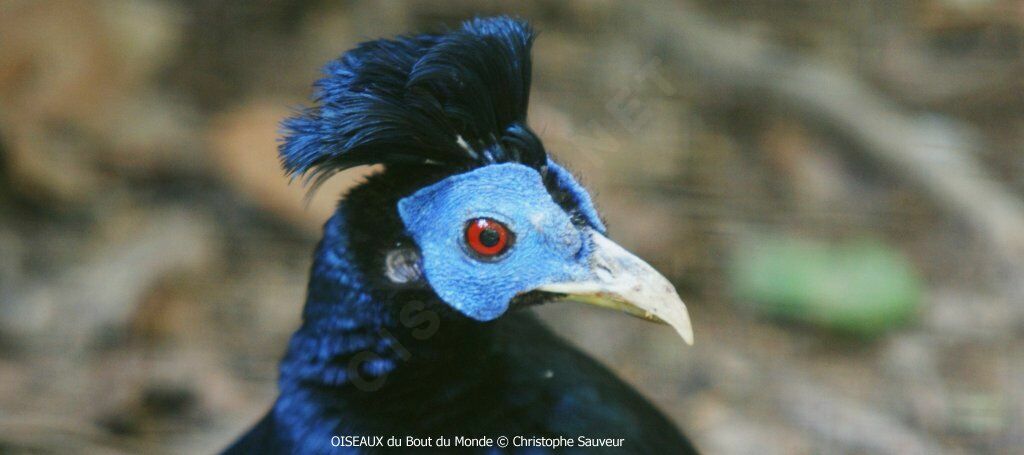 Crested Fireback male