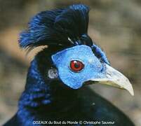 Bornean Crested Fireback