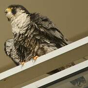 Peregrine Falcon