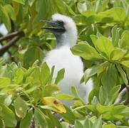 Red-footed Booby