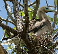 Red-footed Booby