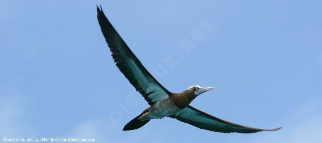 Brown Booby