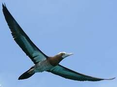 Brown Booby