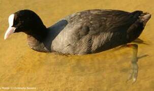 Eurasian Coot