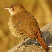 Rufous Hornero