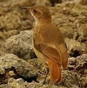 Rufous Hornero