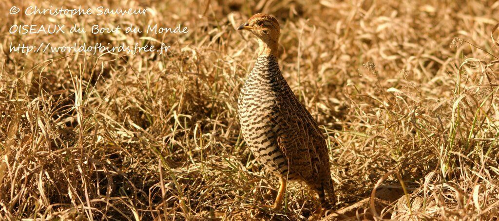 Coqui Francolin