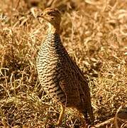 Coqui Francolin