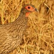 Swainson's Spurfowl