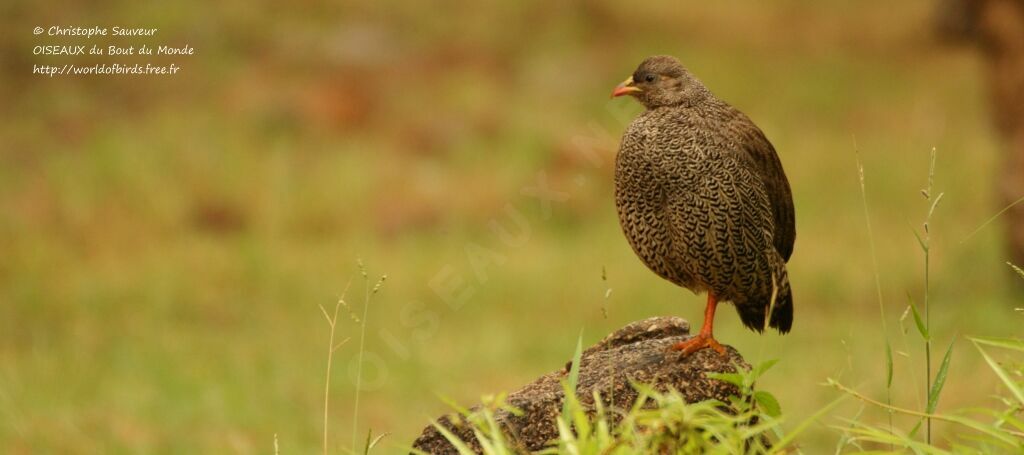 Natal Spurfowl, identification