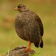 Francolin du Natal