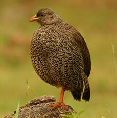 Francolin du Natal