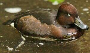 Ferruginous Duck