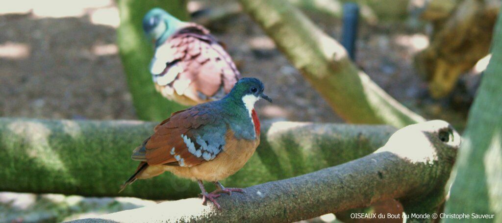 Mindanao Bleeding-heart