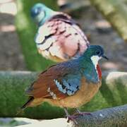 Mindanao Bleeding-heart