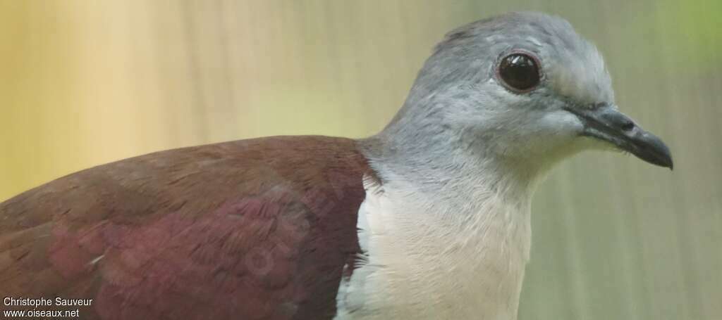 Santa Cruz Ground Doveadult, close-up portrait