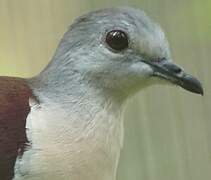 Santa Cruz Ground Dove