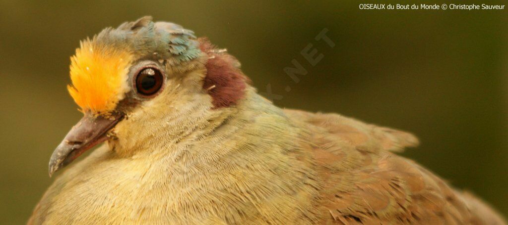 Sulawesi Ground Dove