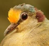 Sulawesi Ground Dove