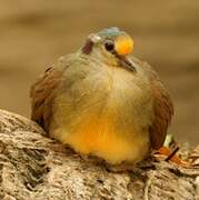 Sulawesi Ground Dove