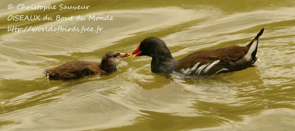 Gallinule poule-d'eau