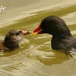 Gallinule poule-d'eau