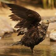 Chestnut-bellied Sandgrouse