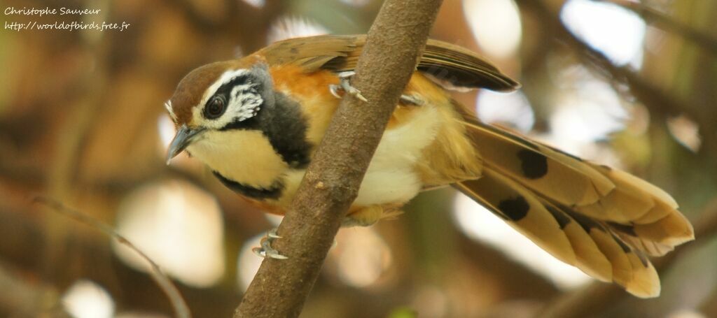 Greater Necklaced Laughingthrush