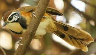 Greater Necklaced Laughingthrush