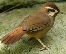 White-browed Laughingthrush