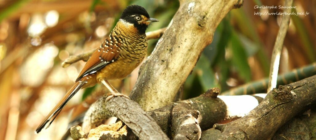 Spotted Laughingthrush