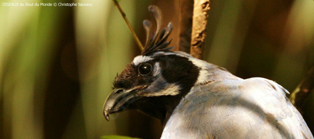 Black-throated Magpie-Jay