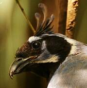 Black-throated Magpie-Jay