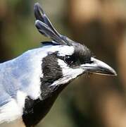 Black-throated Magpie-Jay