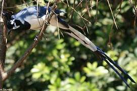 Black-throated Magpie-Jay