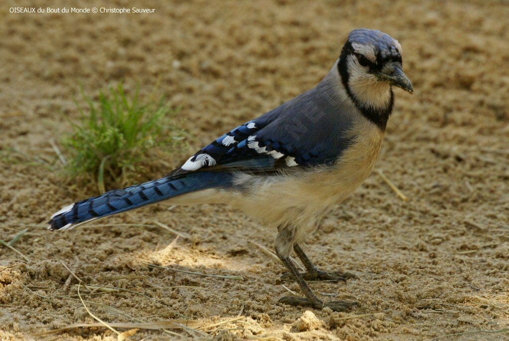 Blue Jay