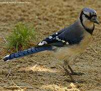 Blue Jay