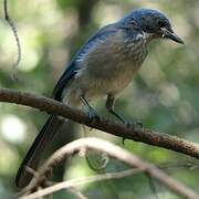 Woodhouse's Scrub Jay