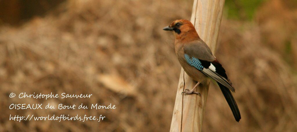 Eurasian Jay