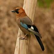 Eurasian Jay