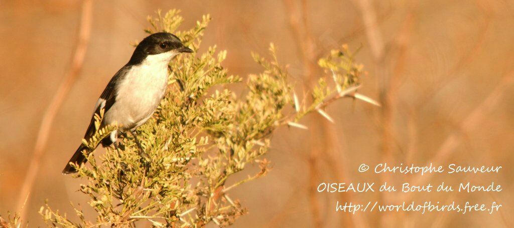 Fiscal Flycatcher male