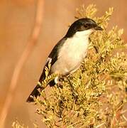 Fiscal Flycatcher