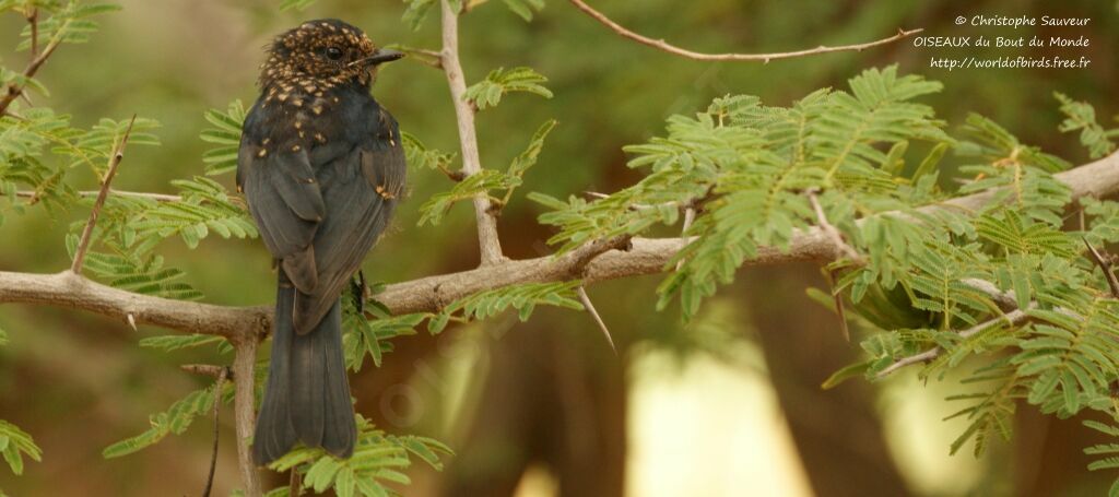 Southern Black Flycatcherjuvenile, identification